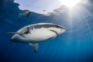 Do fish and chip shops sell shark meat?